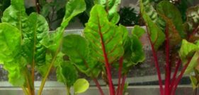 chard