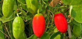 Coccinia