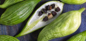 Cyclanthera