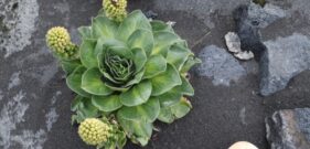 Kerguelen cabbage