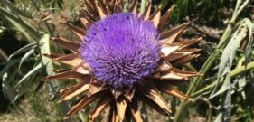 Artichoke
