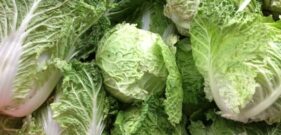 Chinese cabbage