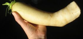 daikon