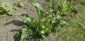 Horseradish