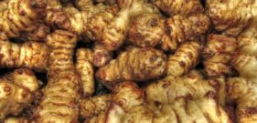 Jerusalem artichoke