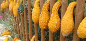 Kruknek