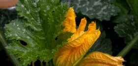 Zucchini