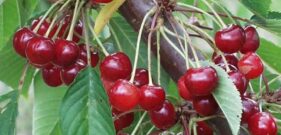 almaden_duke_cherry_1024x1024