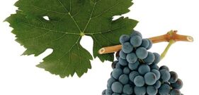 Cabernet Franc