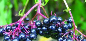 Chokeberry