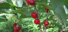 Common wolfberry