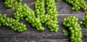 elena-kloppenburg-th2PXLCg4Uk-unsplash