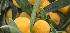 Limetta