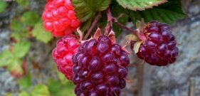 loganberries