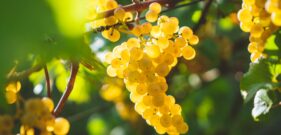 manuel-venturini-OCRyWB2NOjM-unsplash
