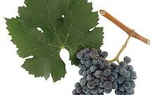 Merlot grape