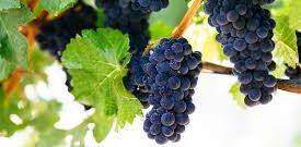 Pinot noir grapes