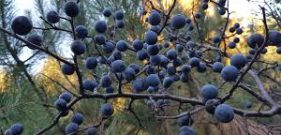 plum